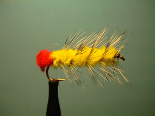 Yellow Woolly Worm (10)